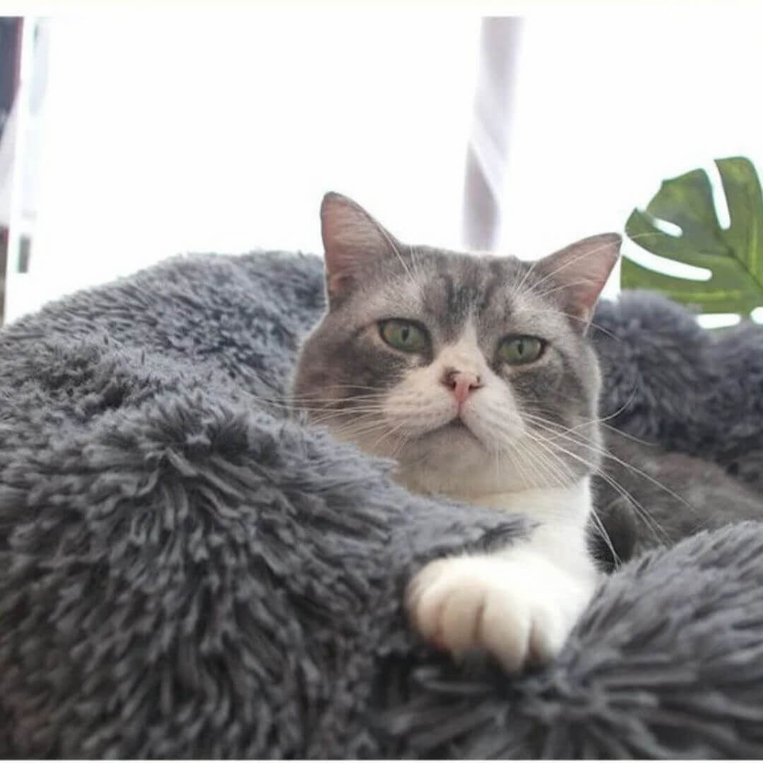 COUSSIN POUR CHAT | Cat Basket™ - opaschats