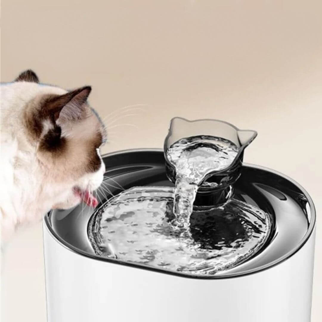 FONTAINE A EAU CHAT | Refreshing And Purifying™ - opaschats