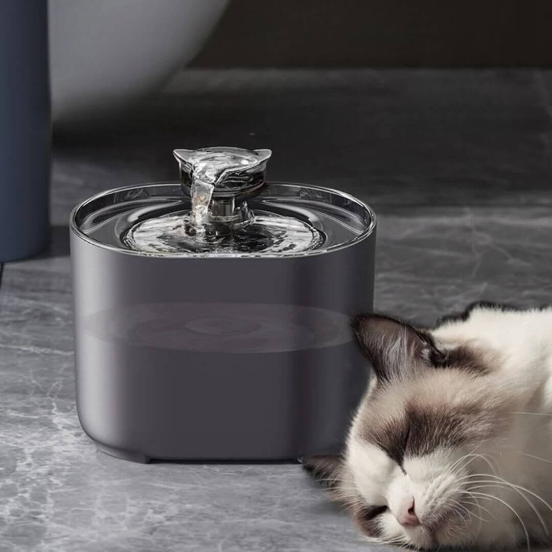 FONTAINE A EAU CHAT | Refreshing And Purifying™ - opaschats