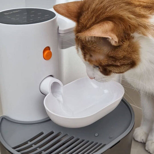FONTAINE A EAU CHAT | Ruisseau Chatoyant™ - opaschats