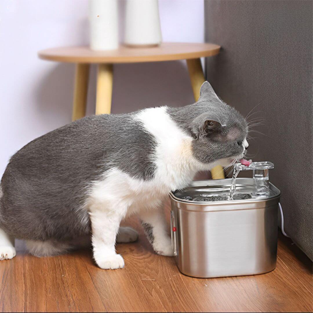 FONTAINE EAU CHAT | Fontaine Des Ronrons™ - opaschats