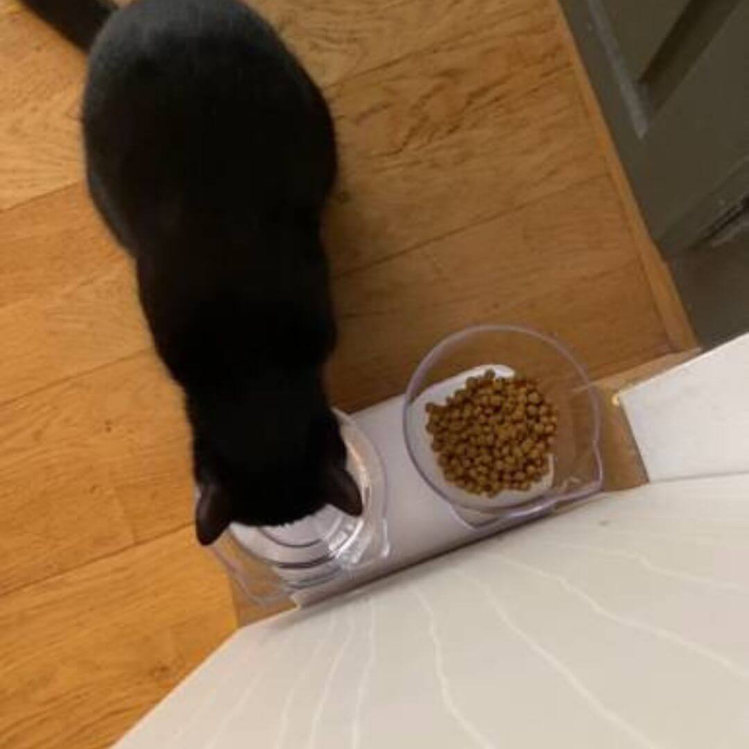 gamelle anti glouton chat | bowl adapt™ - opaschats