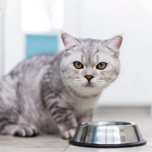 GAMELLE POUR CHAT | Inox Antidérapant™ - opaschats