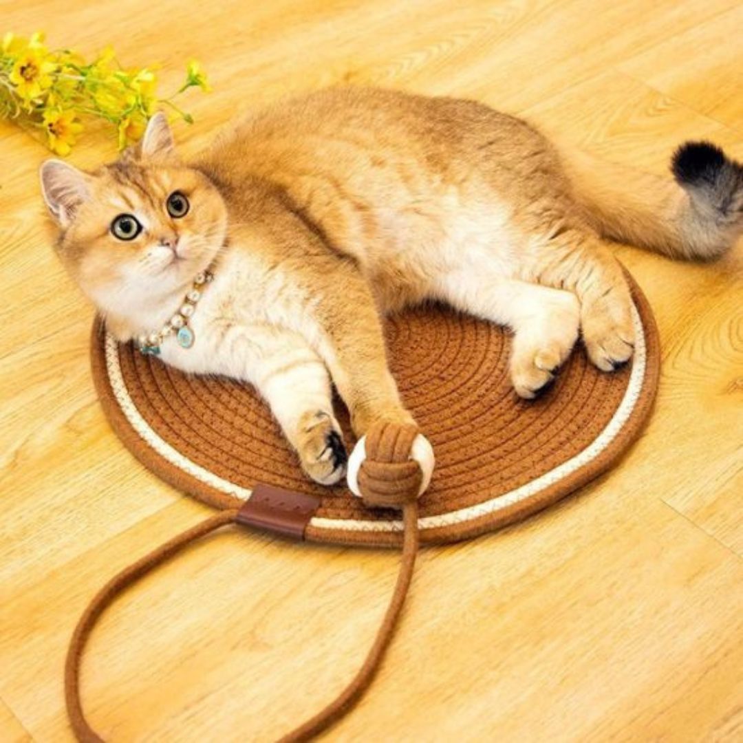 griffoir chat | cercle de griffes - opaschats