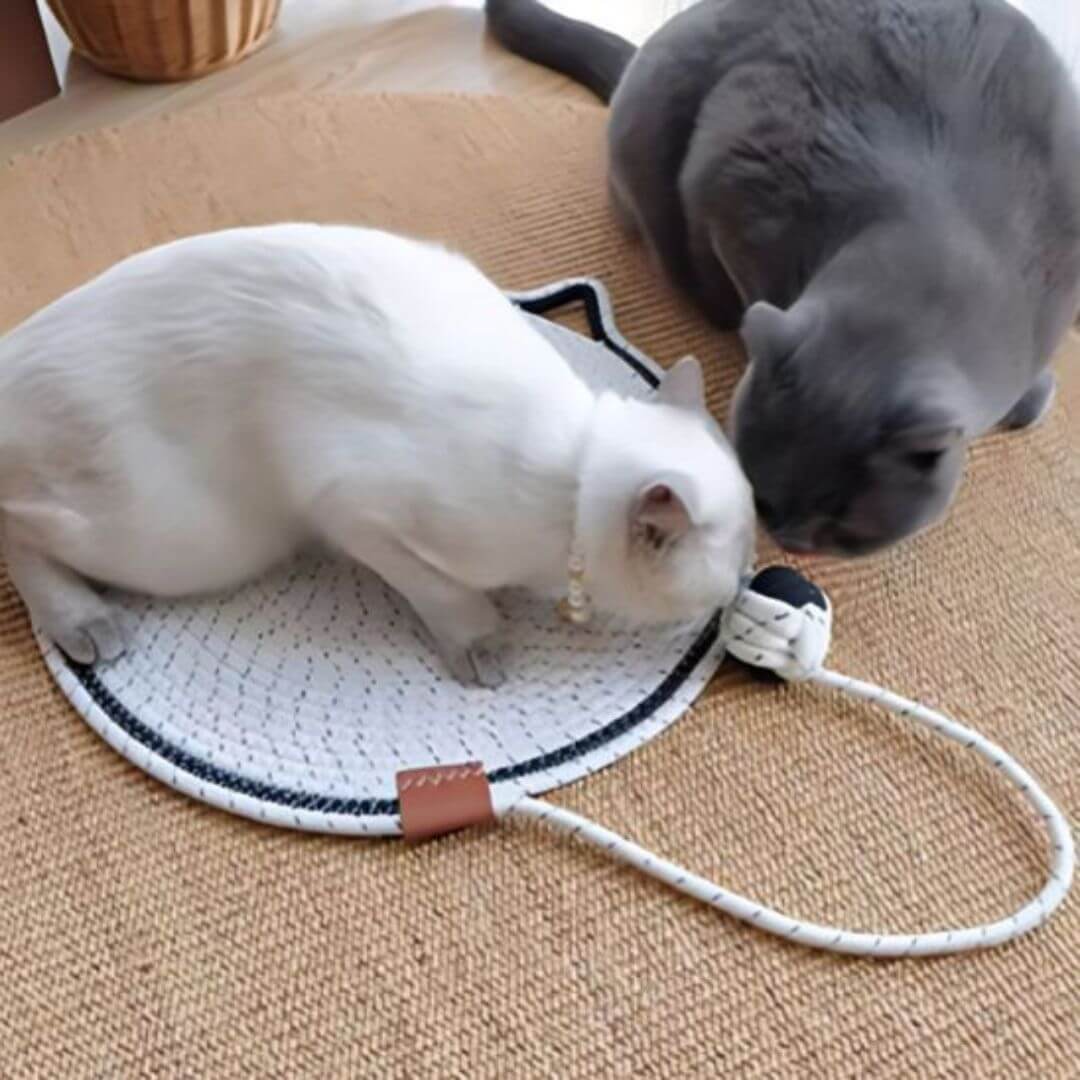 griffoir chat | cercle de griffes - opaschats