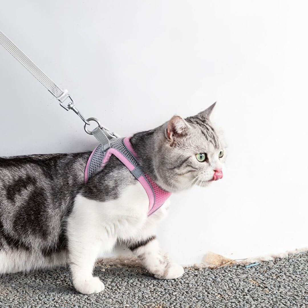 harnais chat anti - fugue | secure harness™ - opaschats