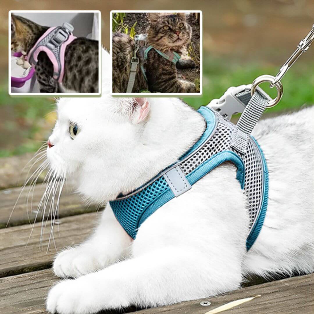 harnais chat anti - fugue | secure harness™ - opaschats