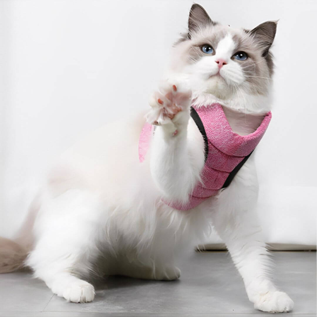 harnais chat | aventure - opaschats