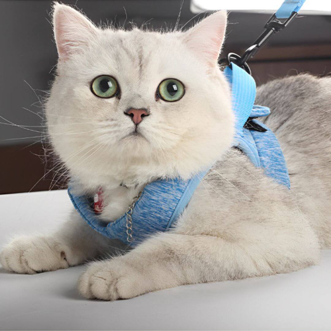 harnais chat | aventure - opaschats