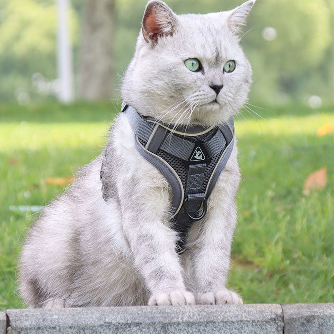 harnais chat | liberté - opaschats