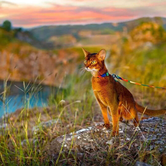 harnais chat | multicolore - opaschats