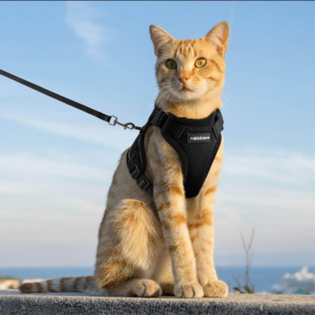 harnais chat | nature - opaschats
