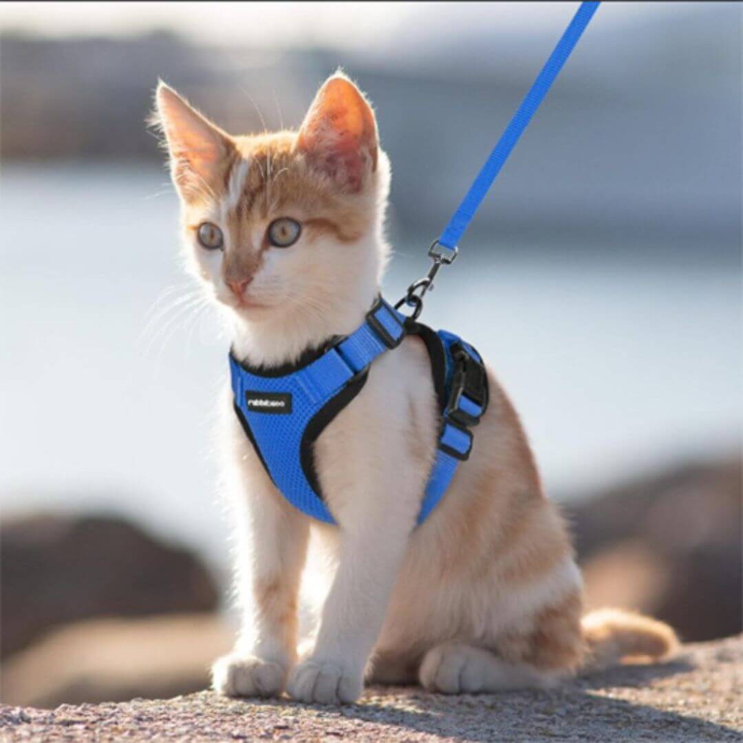 harnais chat | nature - opaschats