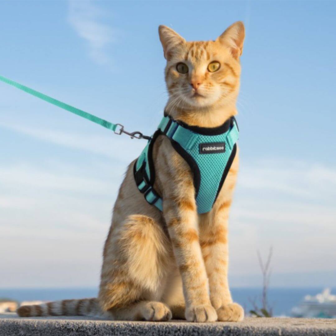 harnais chat | nature - opaschats