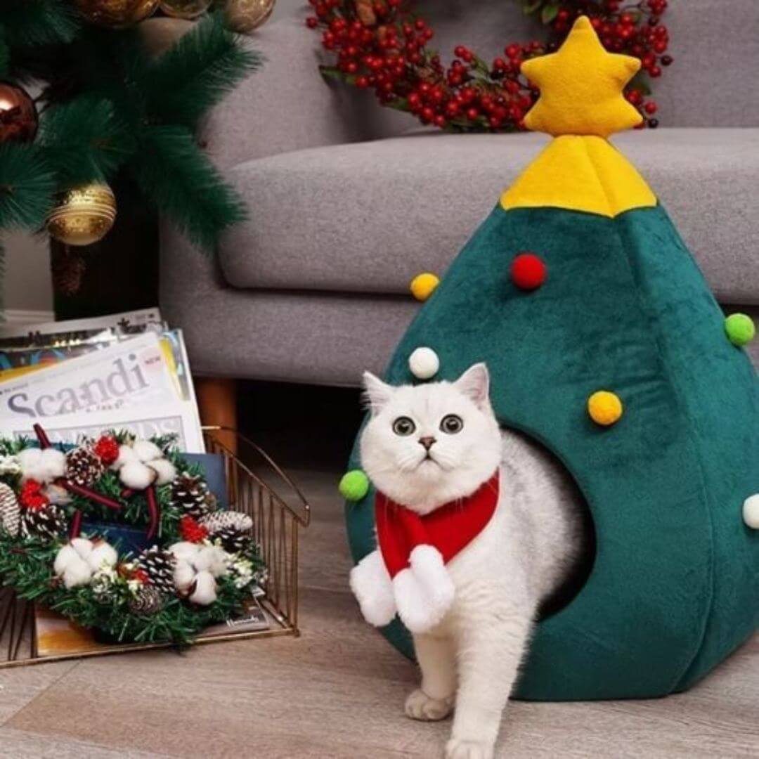 niche a chat etoile colore