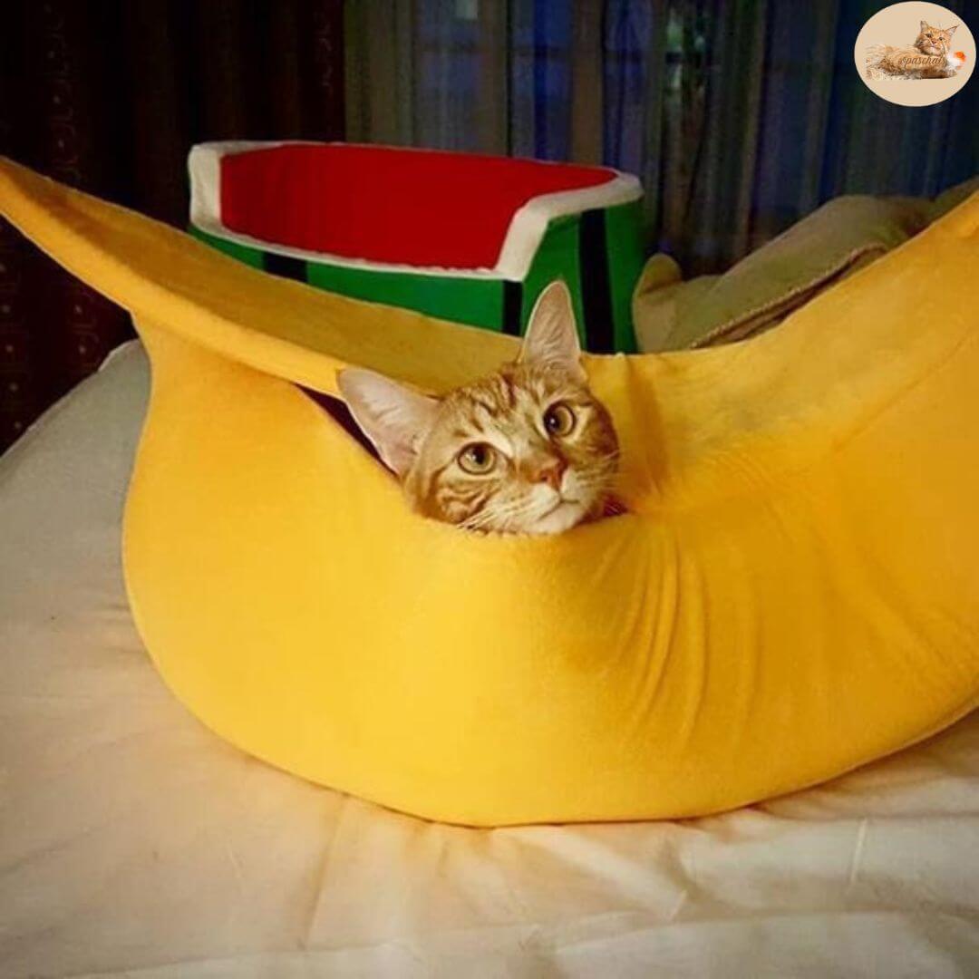 niche pour chat | bananacat™ - opaschats