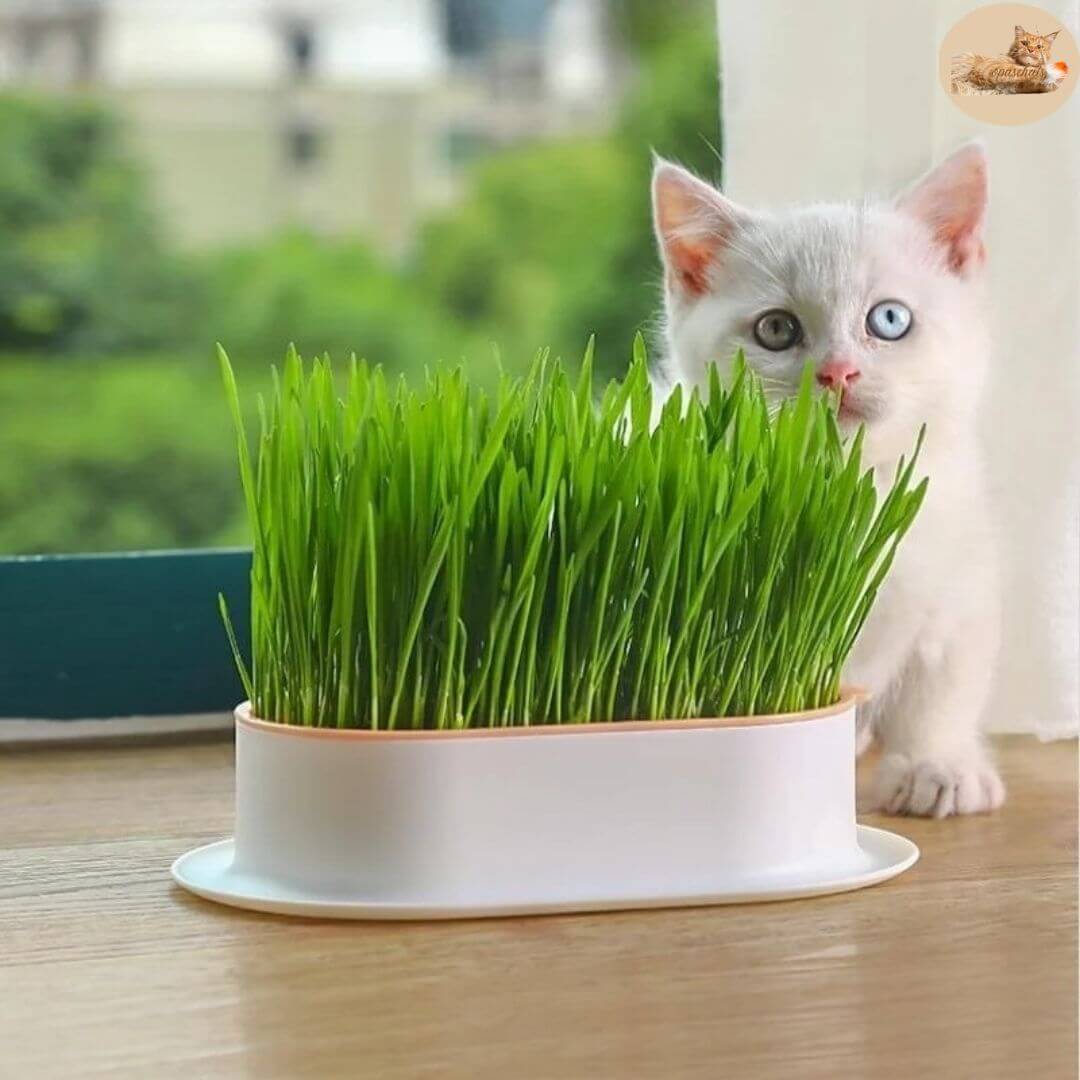 boite herbe à chat - jardinière herbe à chat™ - Opaschats