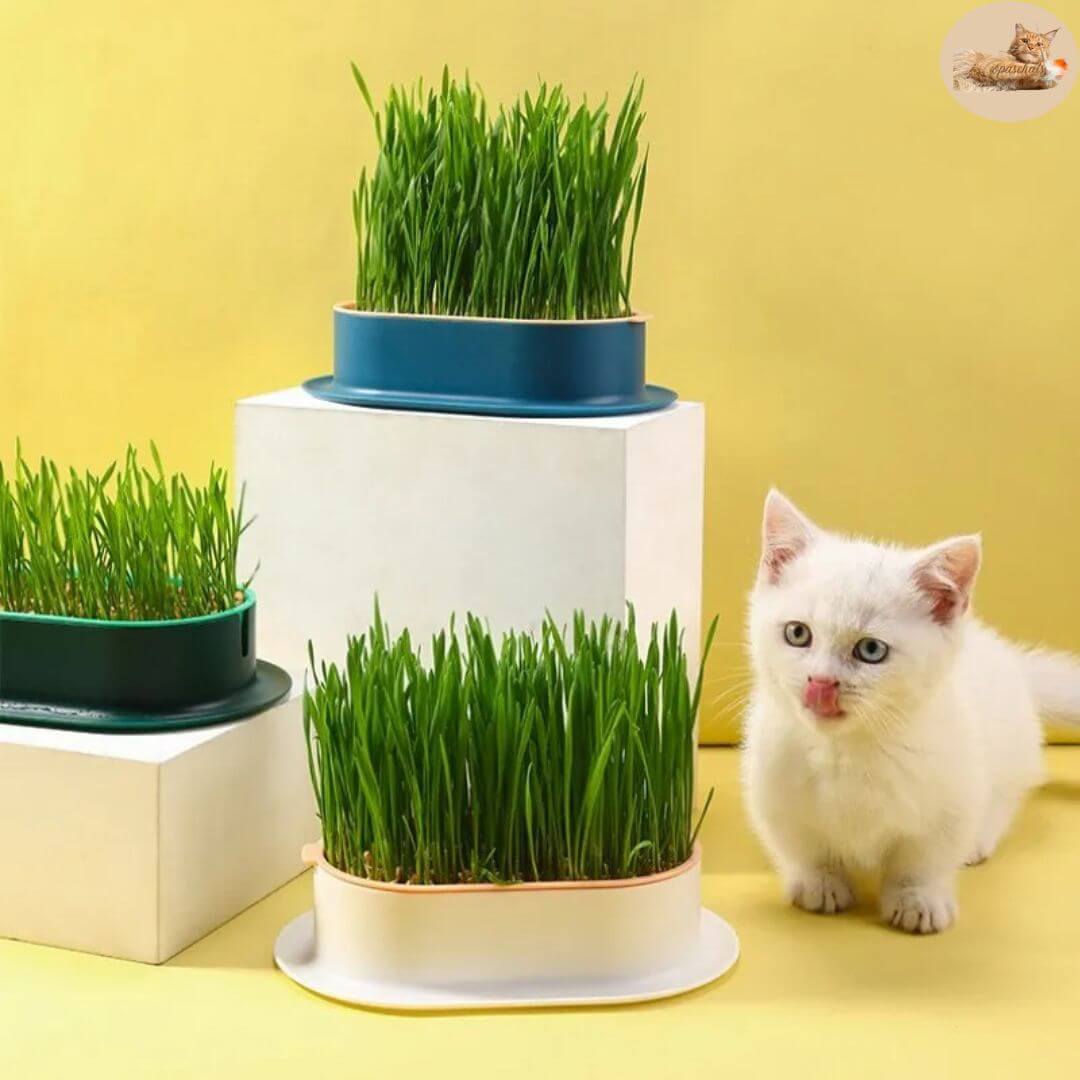 boite herbe à chat - jardinière herbe à chat™ - Opaschats