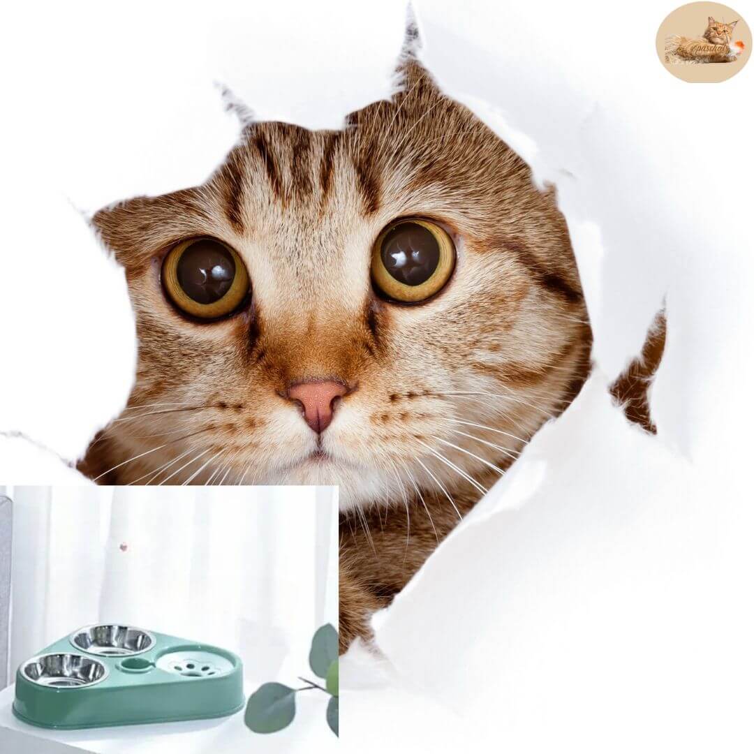 gamelle-anti-glouton-chat-3 en 1 -cat meal™ - Opaschats