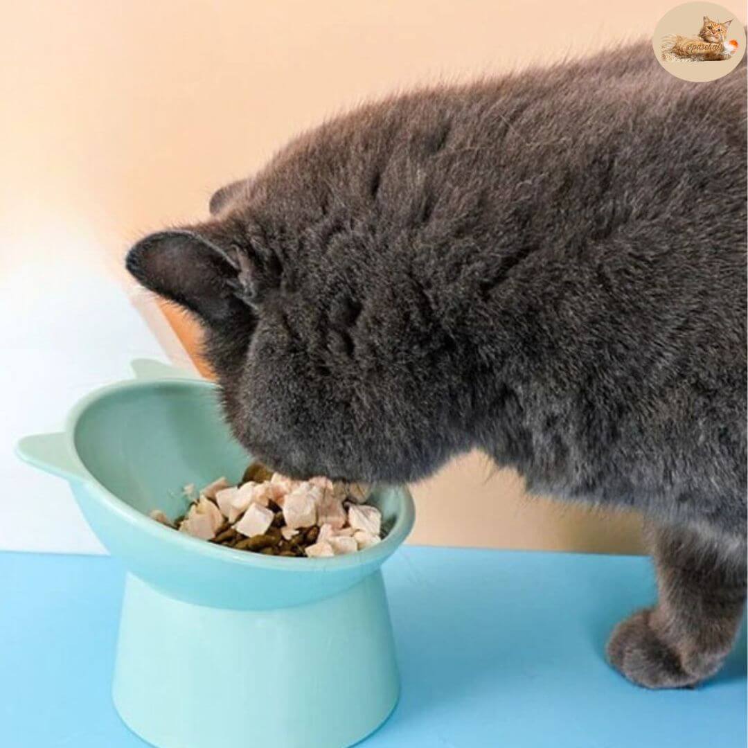 gamelle anti glouton - transforms your cat's meal™ - Opaschats