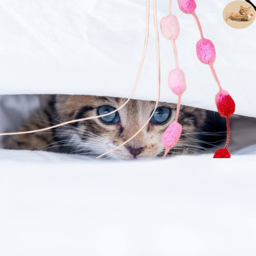 jouet-pour-chat - pompom wand™ - Opaschats