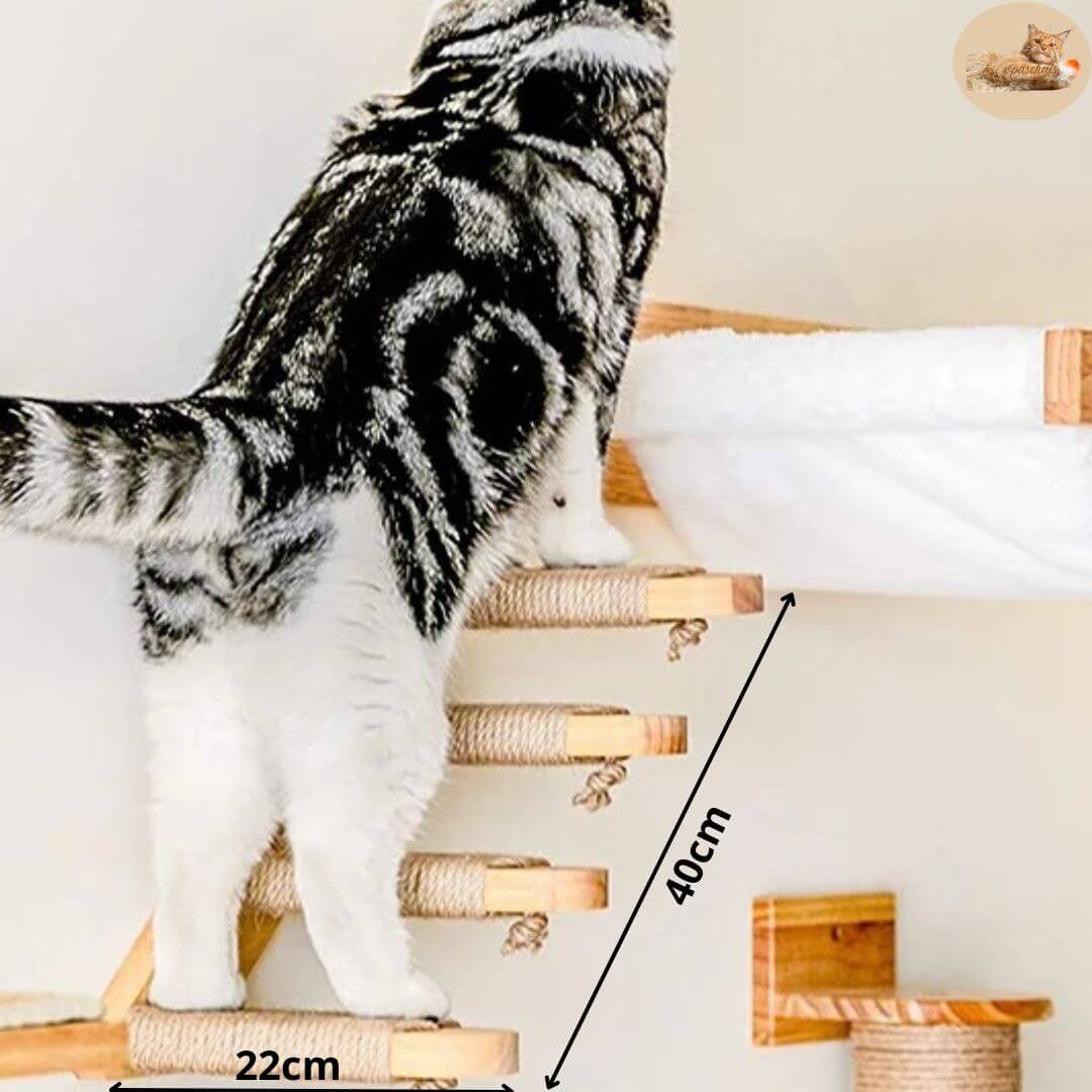 l'escalade murale chat - let's go™ - Opaschats